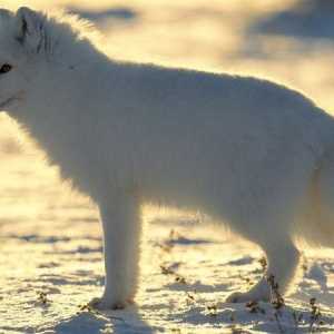 Лисица от Арктика: снимка и описание