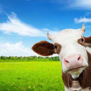 Месо от породи говеда: съвет за разплод и характеристики