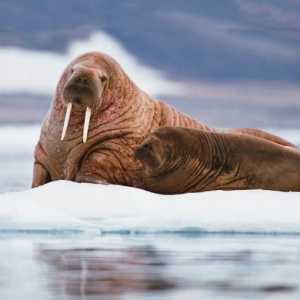 Животни от арктическите пустини: естествени екстремали
