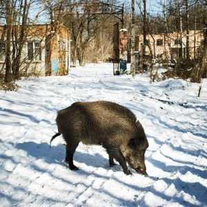 Животни в Чернобил: Животът след катастрофата