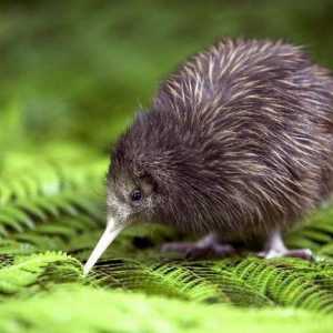 Животни от Нова Зеландия: описание и снимка
