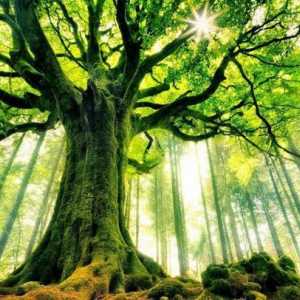 Живи дървета. Значение в природата и човешкия живот