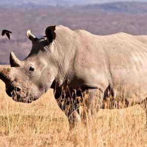 Животът на бял носорог. Максимално тегло на белия носорог
