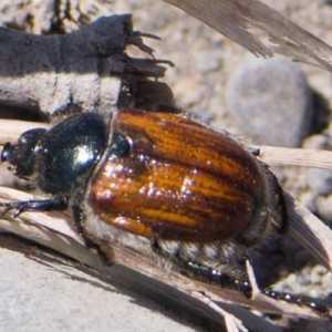 Beetle Beetle: описание на развитието, мерки за защита от насекоми
