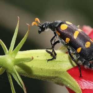 Bug Beetle: Характеристики и външен вид