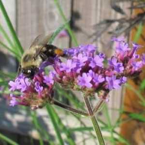 Бръмчене, ужилване, мед: за какво мечтае пчела?