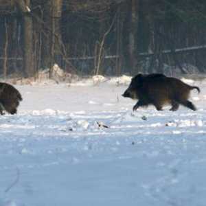 Зимен лов на дива свиня с хъски