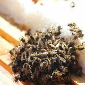 Зимането на пчелите в ошаника. Пчеларството за начинаещи