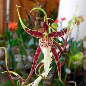 Значението на цветето: орхидеята е символ на любов и страст