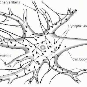 Значението на нервната система за тялото. Структура на нервната система