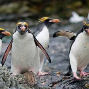 Златни коси пингвин - най-атрактивният представител на семейството си