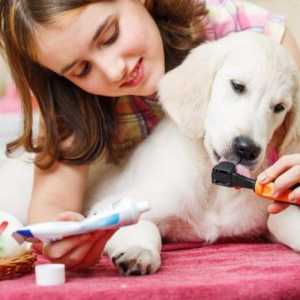 Зъби при кучета: превенция и лечение